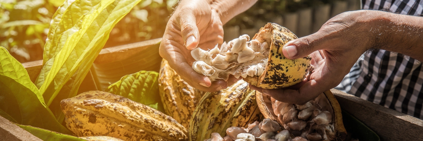 Man opening a cacao seed to remove cocoa beans