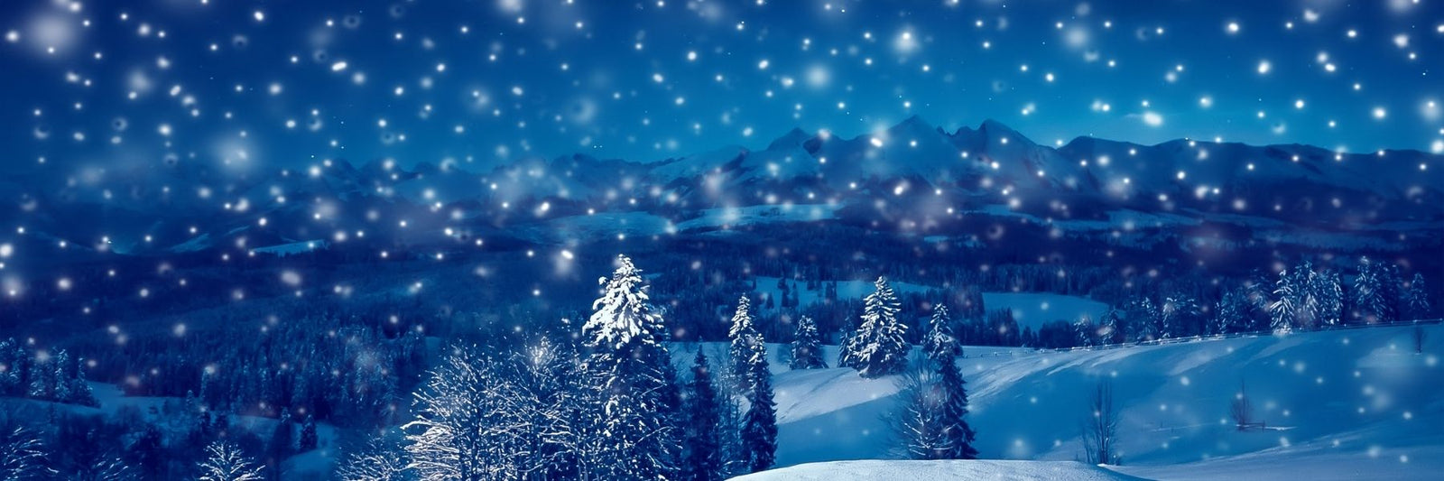 Cold Winter Night with Pine Trees and a Scenic View