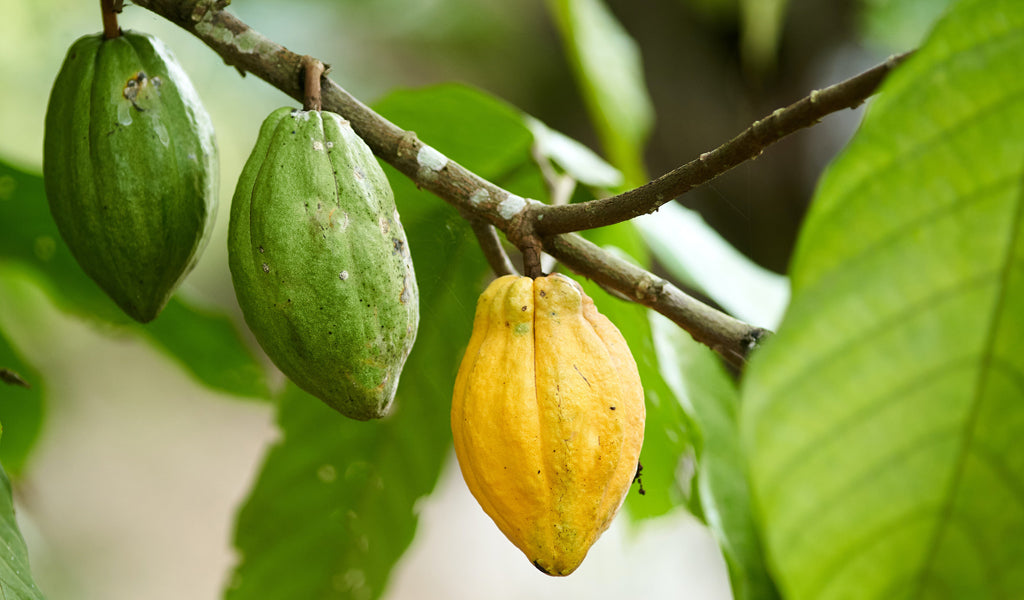 Image of cacao pods on branch